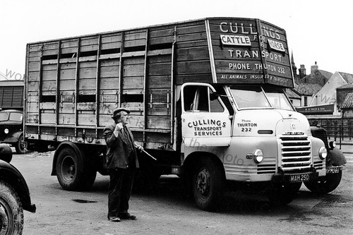 Cv327 cullins cattle horse - cattle, &